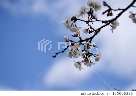 Cherry Blossoms	 125006386