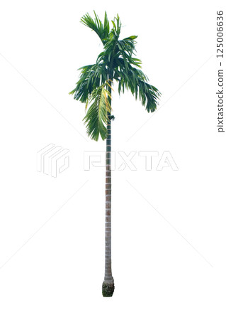 Areca catechu (betelnut palm) Areca catechu (betelnut palm) 125006636