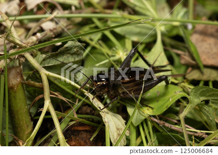 Cricket 125006684