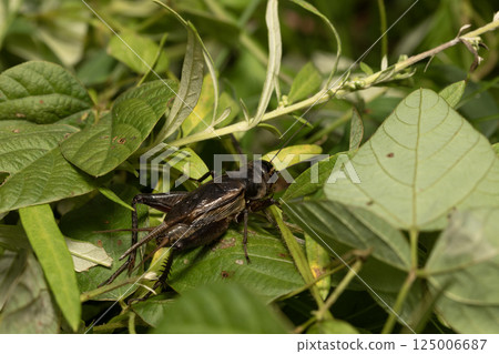 Cricket 125006687