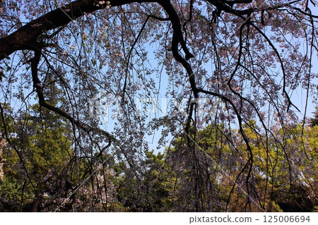 4月盛開的妙正寺公園垂枝櫻花（5） 125006694