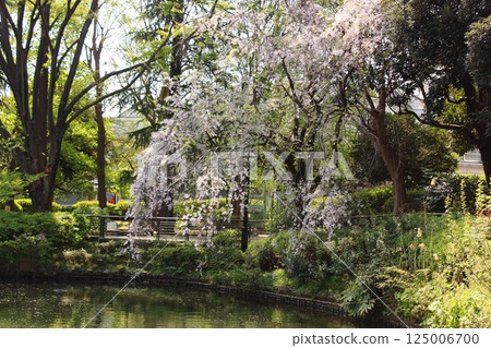 4月,妙正寺公園的垂枝櫻花盛開(11) 4月,妙正寺公園的垂枝櫻花盛開(11) 125006700