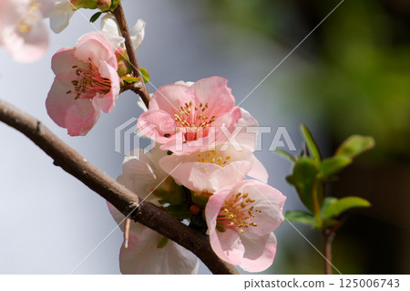 Japanese quince flowers herald the arrival of spring 125006743