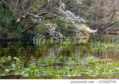 Cherry blossoms appearing on the surface of the water 125006744