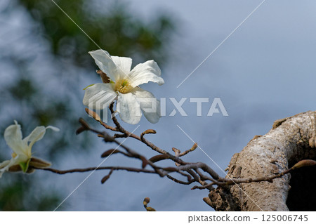 White flowers casting a shadow on the water surface 125006745