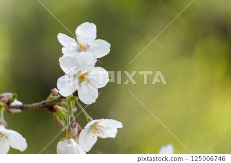 white cherry blossoms 125006746