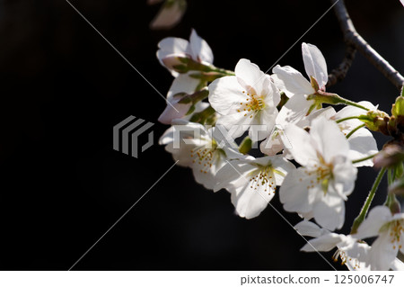 White cherry blossom Somei Yoshino 125006747