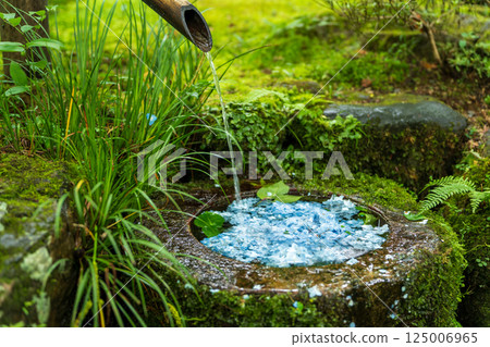 京都三千院繡球花園裡長滿青苔的花盆 125006965