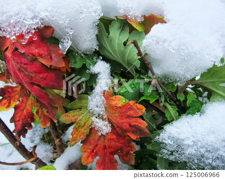 Vibrant autumn leaves in shades of red and green emerge through a blanket of snow, creating a striking contrast in a quiet garden during wintertime. 125006966