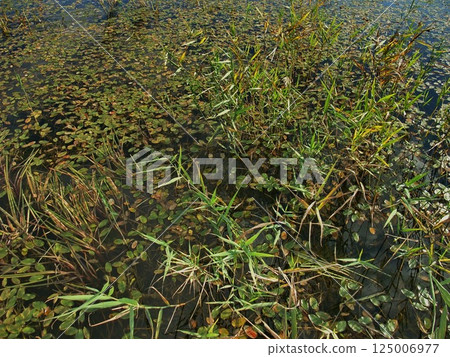 Small green water lily leaves cover the surface of a tranquil pond. Sunlight casts reflections on the water, creating a serene atmosphere. Pond plants thrive in the soft light. Small green water lily leaves cover the surface of a tranquil pond. Sunlight casts reflections on the water, creating a serene atmosphere. Pond plants thrive in the soft light. 125006977