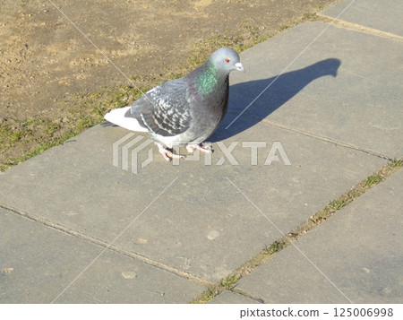 A pigeon strolls along a paved path, casting a shadow on the ground. The sun shines brightly, illuminating the bird's feathers. The surrounding area is grassy and well-maintained. A pigeon strolls along a paved path, casting a shadow on the ground. The sun shines brightly, illuminating the bird's feathers. The surrounding area is grassy and well-maintained. 125006998