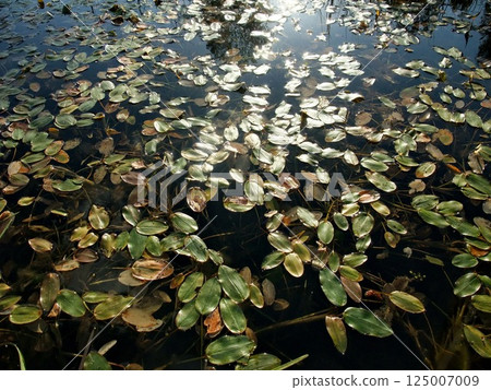 Small green water lily leaves cover the surface of a tranquil pond. Sunlight casts reflections on the water, creating a serene atmosphere. Pond plants thrive in the soft light. Small green water lily leaves cover the surface of a tranquil pond. Sunlight casts reflections on the water, creating a serene atmosphere. Pond plants thrive in the soft light. 125007009