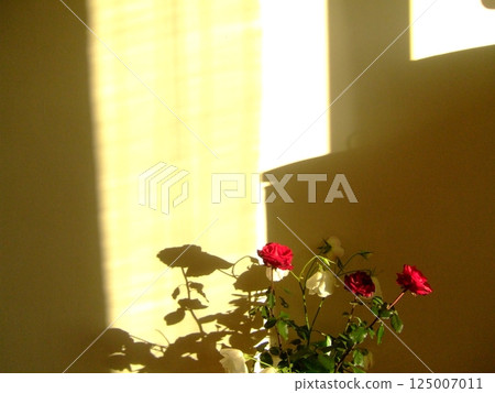 Sunlight streams through a window, creating shadows of red and white roses against a soft yellow wall. The warm light illuminates the peaceful indoor atmosphere. Sunlight streams through a window, creating shadows of red and white roses against a soft yellow wall. The warm light illuminates the peaceful indoor atmosphere. 125007011