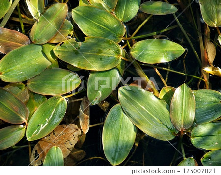 Vibrant green water lily leaves mingle with gently decaying foliage, illuminated by soft sunlight. Calm water reflects the beauty of a peaceful afternoon in nature. Vibrant green water lily leaves mingle with gently decaying foliage, illuminated by soft sunlight. Calm water reflects the beauty of a peaceful afternoon in nature. 125007021