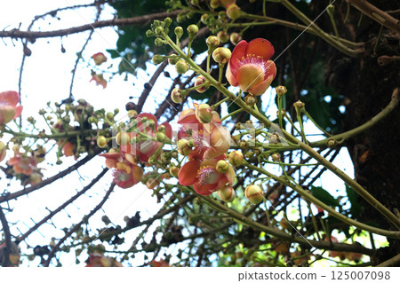 Cannonball Tree (Couroupita guianensis) Cannonball Tree (Couroupita guianensis) 125007098