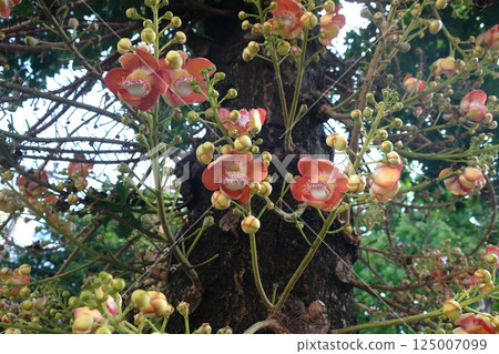 Cannonball Tree (Couroupita guianensis) 125007099