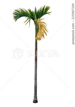 Areca catechu (betelnut palm) Areca catechu (betelnut palm) 125007104