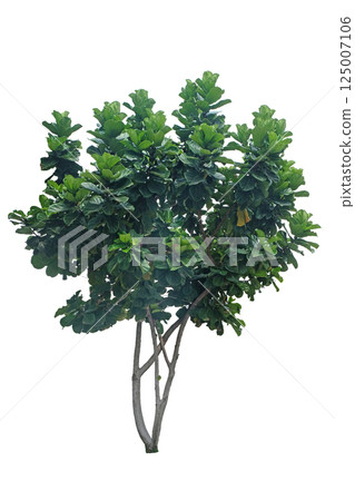 ficus lirata tree 125007106