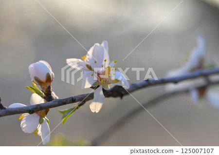 Blossoms on almond trees. Blooming almond trees in almond orchard. Concept of budding trees in spring. The concept of agriculture and orcharding. Petals of flowers on almond trees at dusk Blossoms on almond trees. Blooming almond trees in almond orchard. Concept of budding trees in spring. The concept of agriculture and orcharding. Petals of flowers on almond trees at dusk 125007107