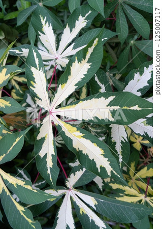 Close up of fresh and vibrant variegated leaves in summer garden. Bright and organic background showcases beauty of nature making ideal image for botanical health or environmental concepts 125007117