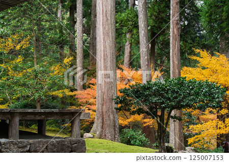 福井縣若狹小濱市的明通寺紅葉盛景拍攝 125007153