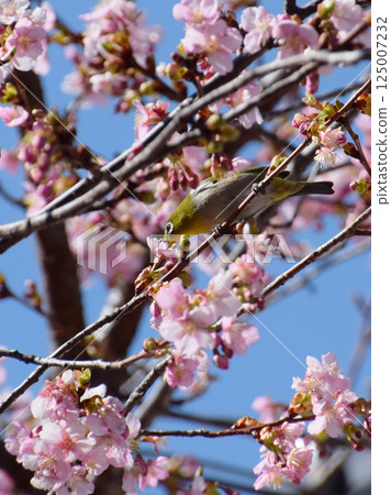 Japanese white-eye on cherry tree / Kawazu cherry blossoms and wild bird, Japanese white-eye Japanese white-eye on cherry tree / Kawazu cherry blossoms and wild bird, Japanese white-eye 125007232