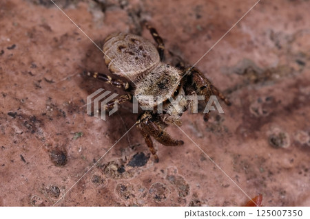 Living creatures: Spider, Crow jumping spider, female. The body color is different from the black male, and I can't imagine the name "crow" coming from it. Living creatures: Spider, Crow jumping spider, female. The body color is different from the black male, and I can't imagine the name "crow" coming from it. 125007350