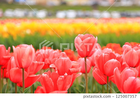 Tulips blooming in the park in spring Tulips blooming in the park in spring 125007357