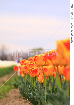 春天公園裡盛開的鬱金香 125007367