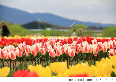 Tulips blooming in the park in spring Tulips blooming in the park in spring 125007422