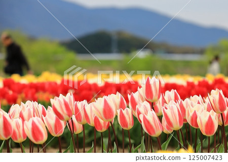 Tulips blooming in the park in spring Tulips blooming in the park in spring 125007423