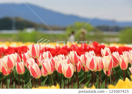 Tulips blooming in the park in spring 125007425