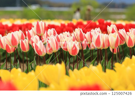 Tulips blooming in the park in spring Tulips blooming in the park in spring 125007426