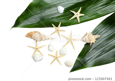 Seashells and green leaves create a tropical summer atmosphere, isolated on white Seashells and green leaves create a tropical summer atmosphere, isolated on white 125007481