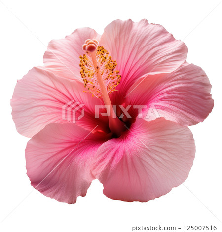 Pink hibiscus graphic material (JPEG/PNG) 125007516