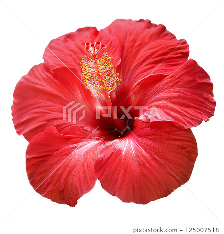 Red hibiscus graphic material (JPEG/PNG) 125007518