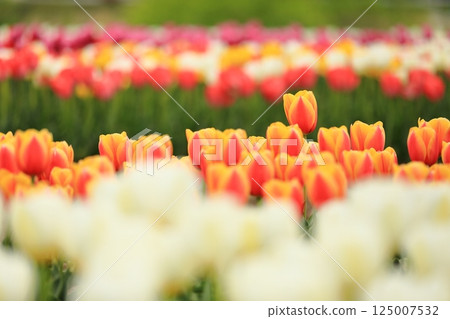 春天公園裡盛開的鬱金香 125007532