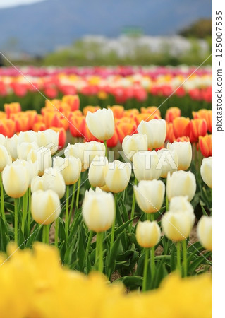 Tulips blooming in the park in spring Tulips blooming in the park in spring 125007535