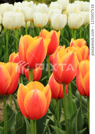Tulips blooming in the park in spring 125007538
