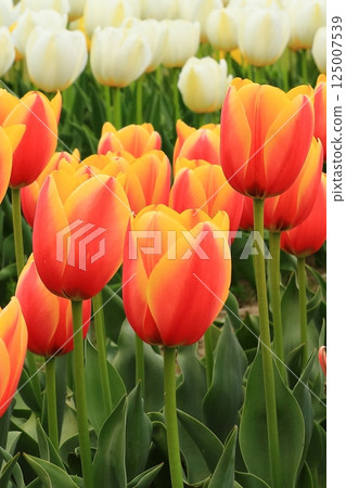 春天公園裡盛開的鬱金香 春天公園裡盛開的鬱金香 125007539