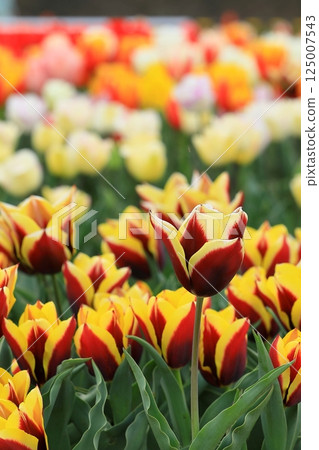 Tulips blooming in the park in spring Tulips blooming in the park in spring 125007543