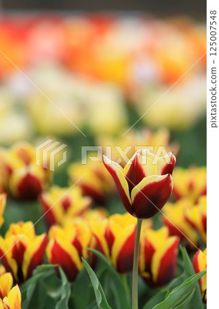 Tulips blooming in the park in spring Tulips blooming in the park in spring 125007548