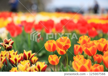 Tulips blooming in the park in spring Tulips blooming in the park in spring 125007566