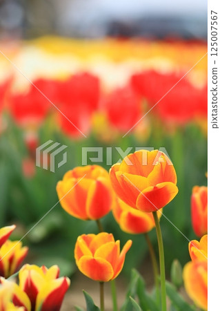 Tulips blooming in the park in spring Tulips blooming in the park in spring 125007567
