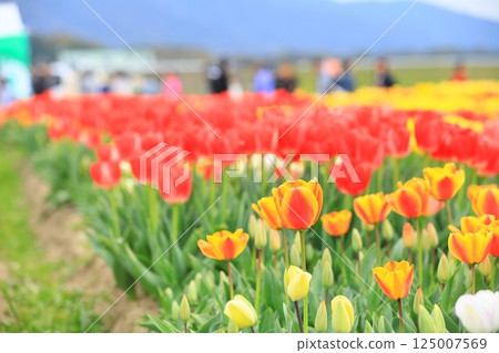 Tulips blooming in the park in spring Tulips blooming in the park in spring 125007569