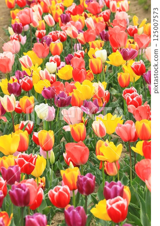 Tulips blooming in the park in spring 125007573