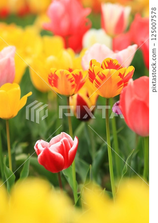 Tulips blooming in the park in spring Tulips blooming in the park in spring 125007578