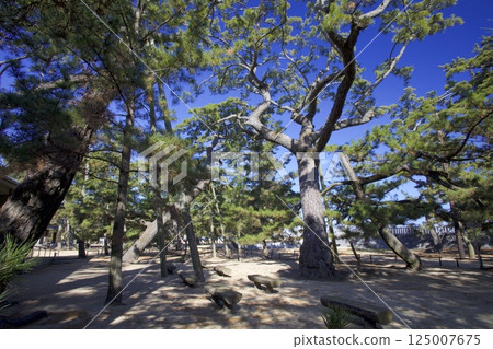Tsuda no Matsubara Tsuda no Matsubara 125007675