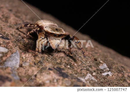 動物：蜘蛛，烏鴉跳蛛，雌性。手臂（第一條腿）比雄性的細嗎？較淺的顏色使它們看起來比雄性更溫順。 125007747