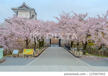 金澤城的春天景色－櫻花盛開 125007842